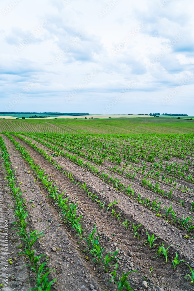 Rows of young corn plants growing on a field with dark fertile soil leading to the horizon.