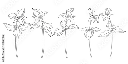 Photos Set with outline Trillium grandiflorum or wakerobin flowers and leaf in black isolated on white background