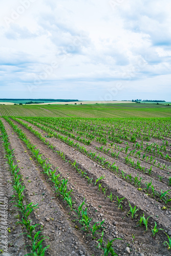 Obraz na płótnie Rows of young corn plants growing on a field with dark fertile soil leading to the horizon. w salonie
