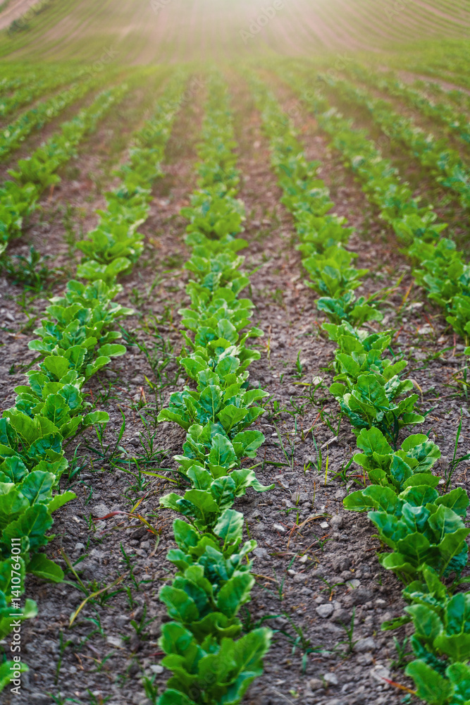 Rows of young sugar beet sprouts on agricultural field.