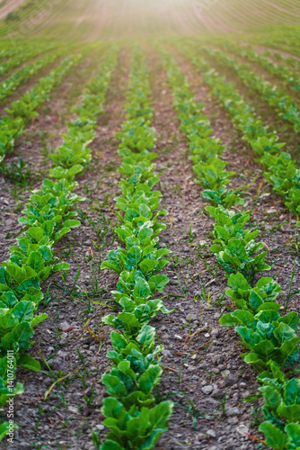 Obraz na płótnie Rows of young sugar beet sprouts on agricultural field. w salonie