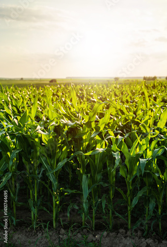 Obraz na płótnie Corn plant in an agricultural field during sunset. w salonie