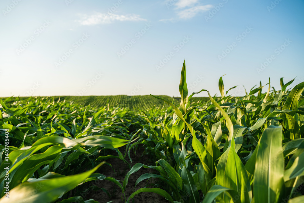 Row of vibrant green growing corn field stems and leaves against a blue sky with clouds in summer. Agricultural landscape with vibrant green cornfield at sunset.