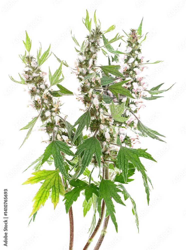 Obraz premium Bouquet of motherwort plant isolated on a white background. Blooming Leonurus cardiaca. Medicinal herb.