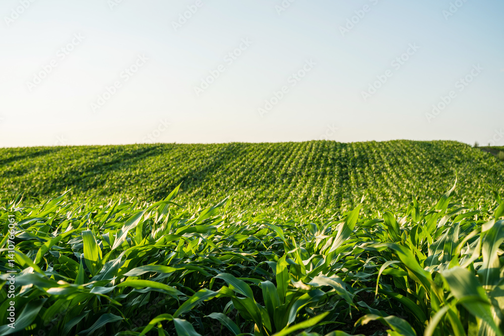 Row of vibrant green growing corn field stems and leaves against a blue sky with clouds in summer. Agricultural landscape with vibrant green cornfield at sunset.