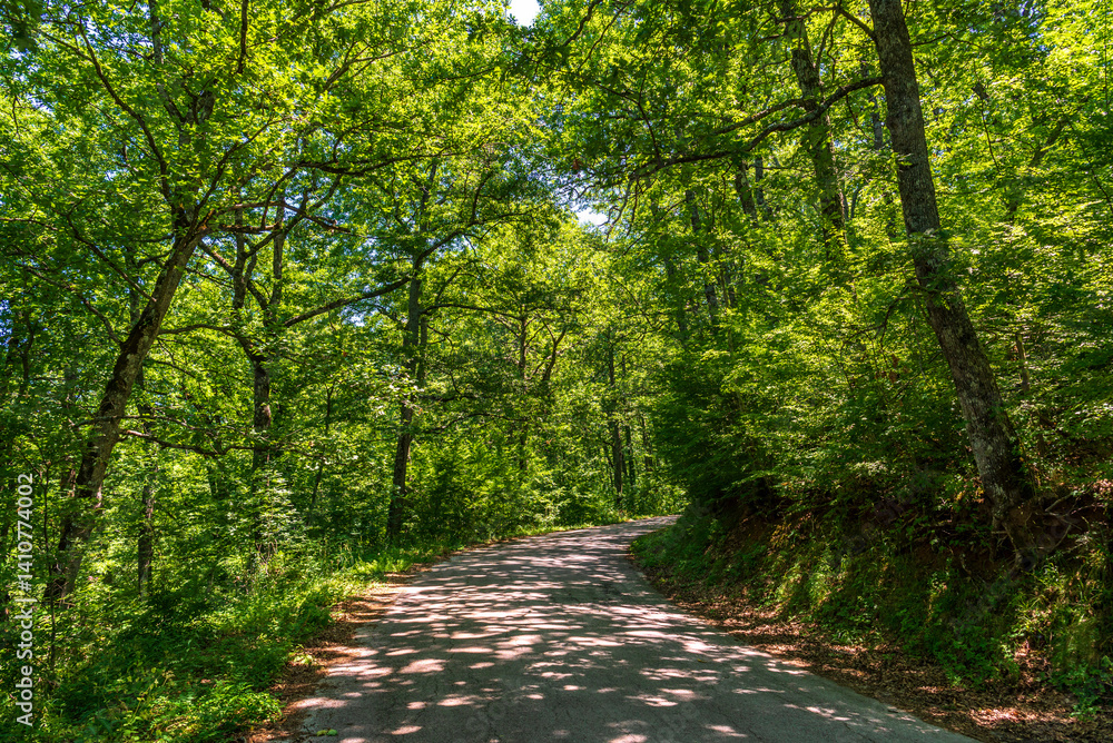 Fototapeta premium forest inside Val d'agri during the summer season, Val D'Agri, Basilicata