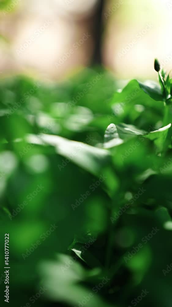 Fly back through the green grass as well as the sounds of nature Fly back through the green grass as well as the sounds of nature
