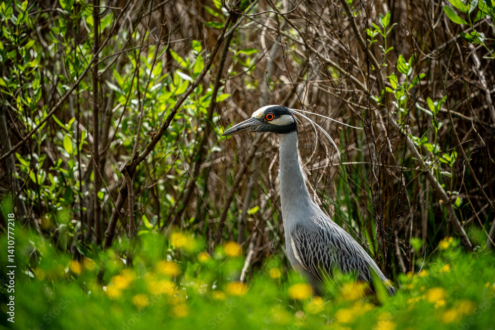 Naklejka premium Black-crowned Night Heron in the Marshland