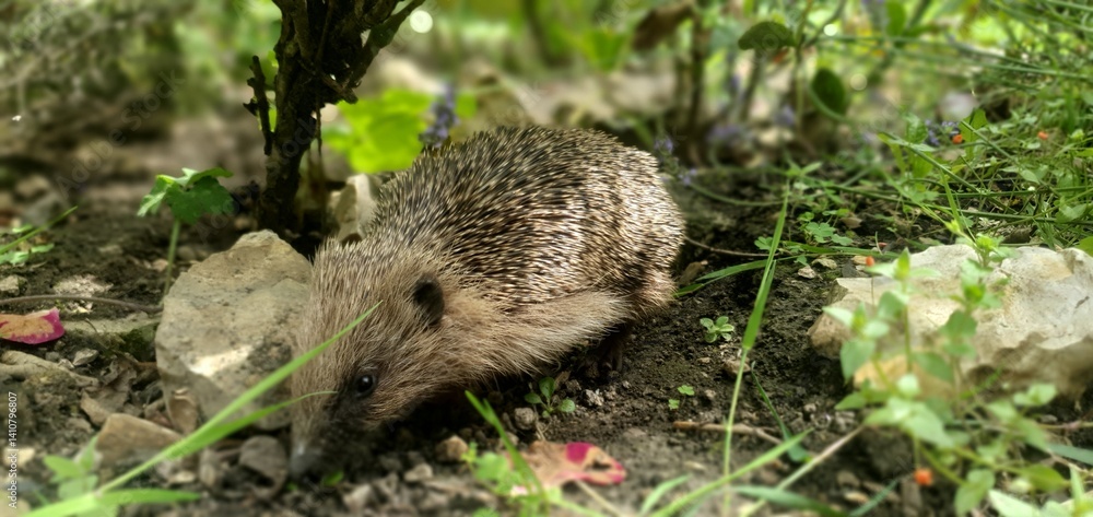 Naklejka premium Hedgehog exploring a lush garden