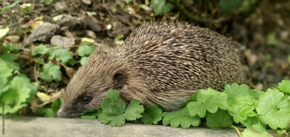 Fototapeta premium Hedgehog exploring a lush garden