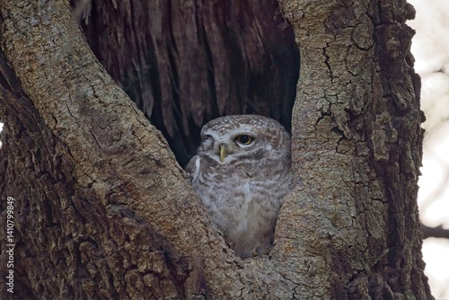 Close-up portrait of owl perching on tree trunk