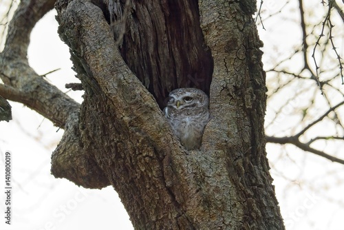 Close-up portrait of owl perching on tree trunk