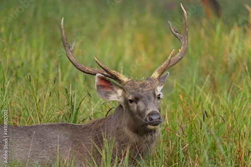 Close-up of sambar deer on field