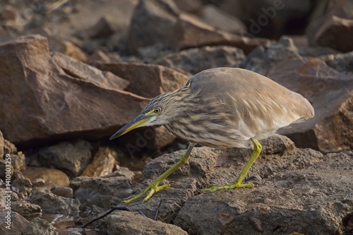 Close-up Indian pond heron