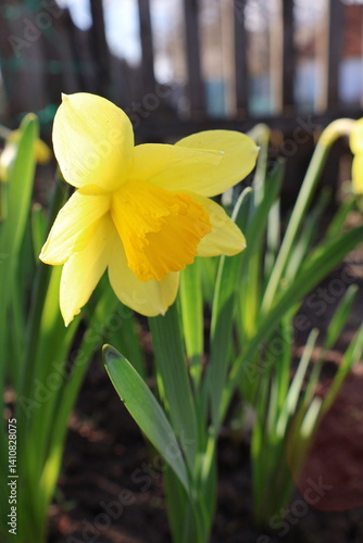 yellow daffodil flower