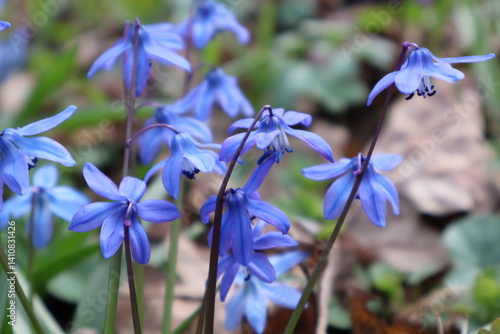 blue iris flower
