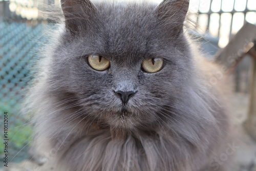 close up portrait of a cat