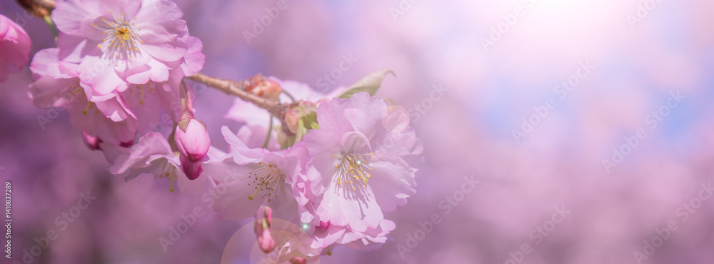 Beautiful Blooming Cherry Blossoms Against a Soft Gradient Sky