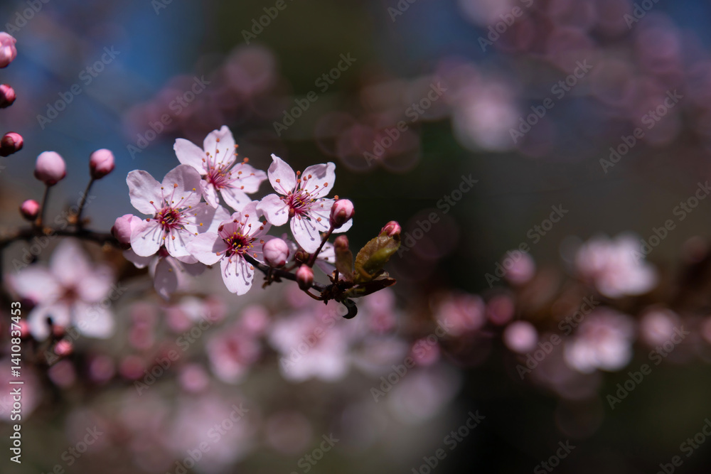 Blossoming Cherry Blossoms with Blurred Background on a Spring Day