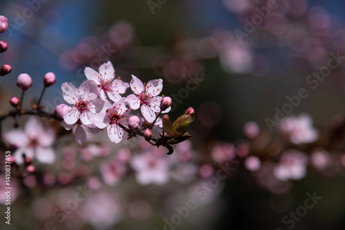 Obraz na płótnie Blossoming Cherry Blossoms with Blurred Background on a Spring Day w salonie