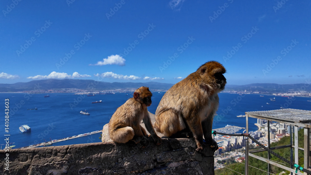 Naklejka premium Barbary macaques observing the Strait of Gibraltar from the Rock of Gibraltar