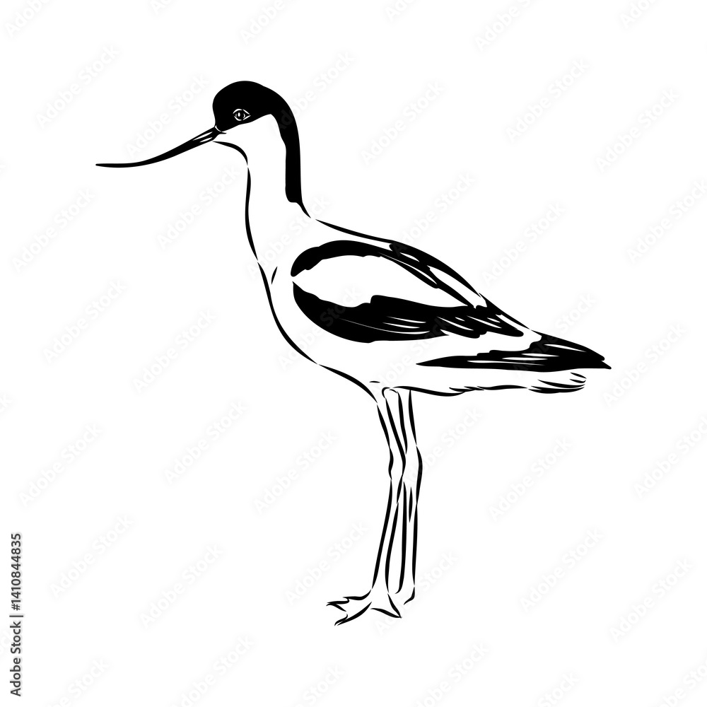 Obraz premium sandpiper on the beach vector illustration