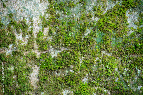 Moss-covered surface with natural green textures over weathered stone, providing an organic background suitable for nature, eco, and rustic design applications.