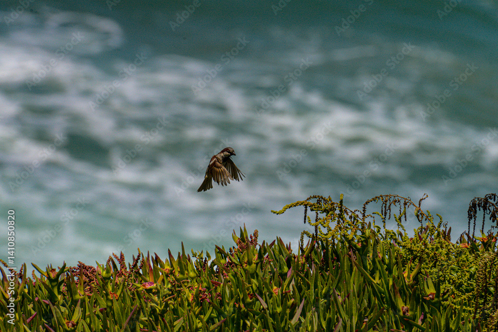 Fototapeta premium A sparrow mid-flight above a coastal cliff covered in ice plant vegetation, with ocean waves in the background near the Atlantic coast of Portugal.