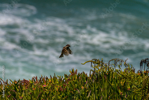 A sparrow mid-flight above a coastal cliff covered in ice plant vegetation, with ocean waves in the background near the Atlantic coast of Portugal.
