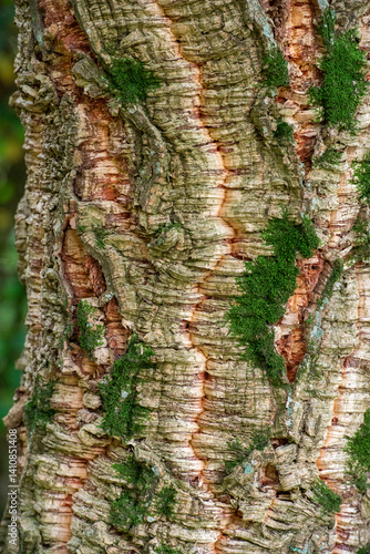 Close-up of textured tree bark with green moss details. Natural surface rich in color and pattern, ideal for nature backgrounds, design, or botanical and forest themes.