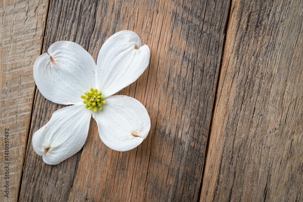 Naklejka premium Single, white dogwood bloom on a wooden background.