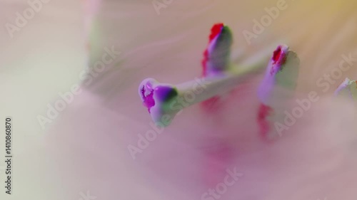 Flower,Petal,Colorful,Light and Dark,Color Lighting,Strobe,Smoke,Fog,Soft Focus,C-UP,HS,Camera Movement