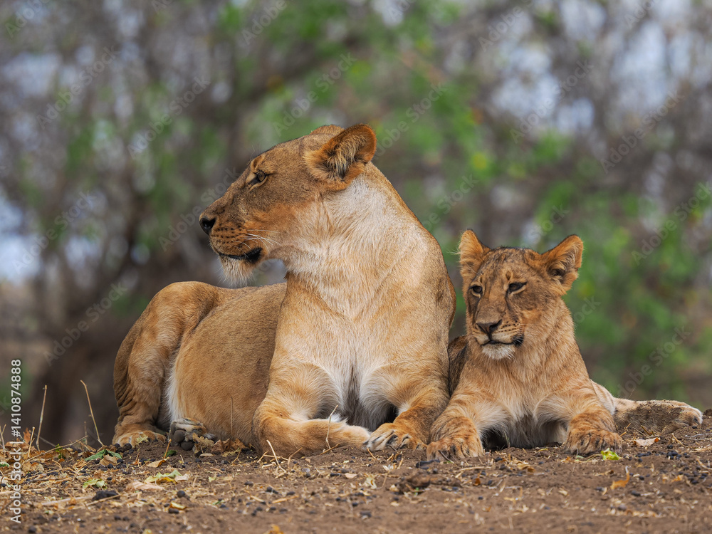 Lioness and cub resting together in natural habitat, showcasing bond and strength in the African wilderness. Lioness and cub resting together in natural habitat, showcasing bond and strength in the African wilderness.
