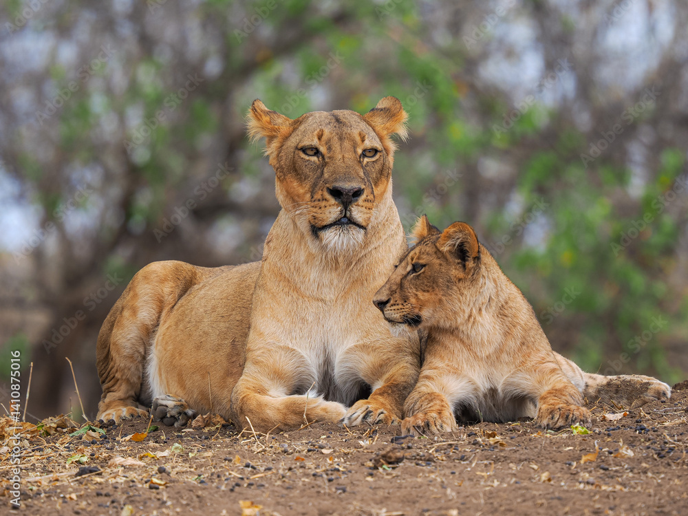 Lioness and cub resting together in natural habitat, showcasing bond and strength in the African wilderness. Lioness and cub resting together in natural habitat, showcasing bond and strength in the African wilderness.