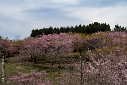 長湯温泉しだれ桜の里