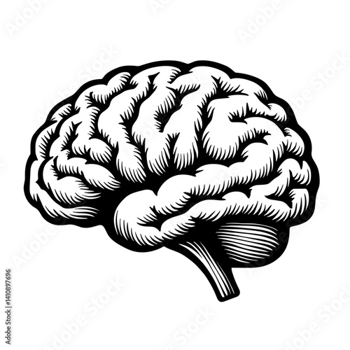 Hand-drawn realistic brain icon in engraving style representing biological intelligence and creativity - concept of human mind cognition mental power