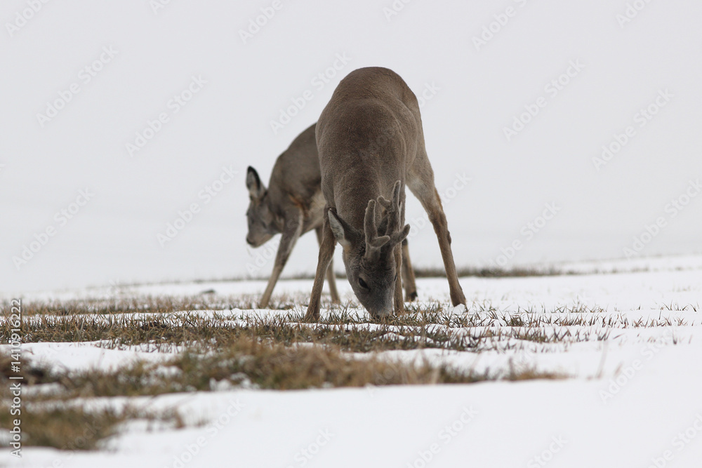 Sarna europejska (Capreolus capreolus) roe deer