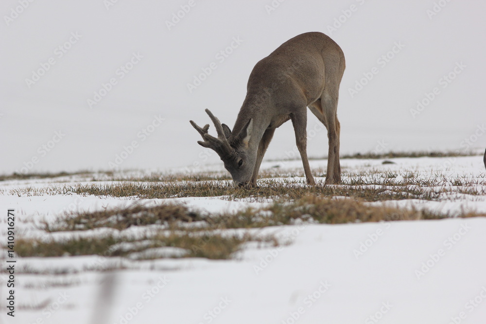 Sarna europejska (Capreolus capreolus) roe deer