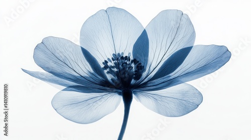 Blue flower with delicate, overlapping petals, detailed stamen, on white