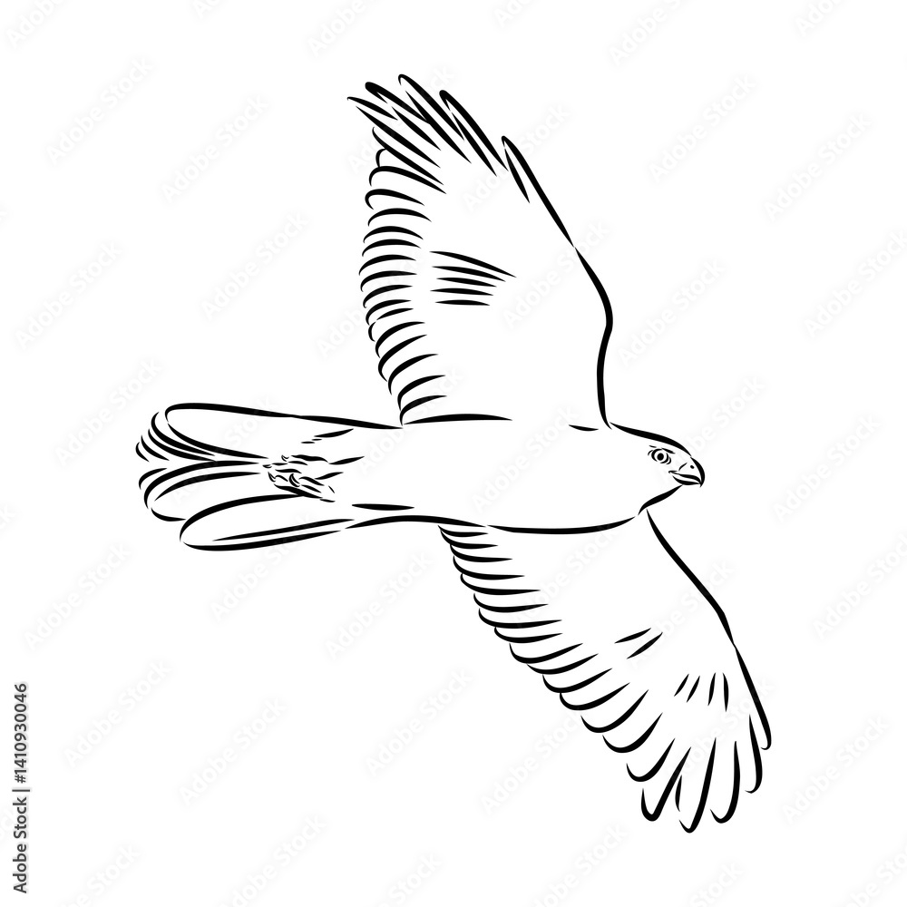 Obraz premium Brown hawk vector sketch Vintage eagle, great design for any purposes.