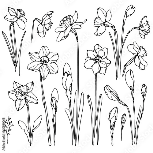 Set of outline Narcissus, doodle spring floral. Hand drawn snowdrop Botanical drawing. Detailed line art illustration. Simple Stylized Art, daffodils flowers. Elegant Black and White blossom.