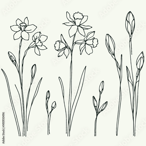 Set of outline Narcissus, doodle spring floral. Hand drawn snowdrop Botanical drawing. Detailed line art illustration. Simple Stylized Art, daffodils flowers. Elegant Black and White blossom.