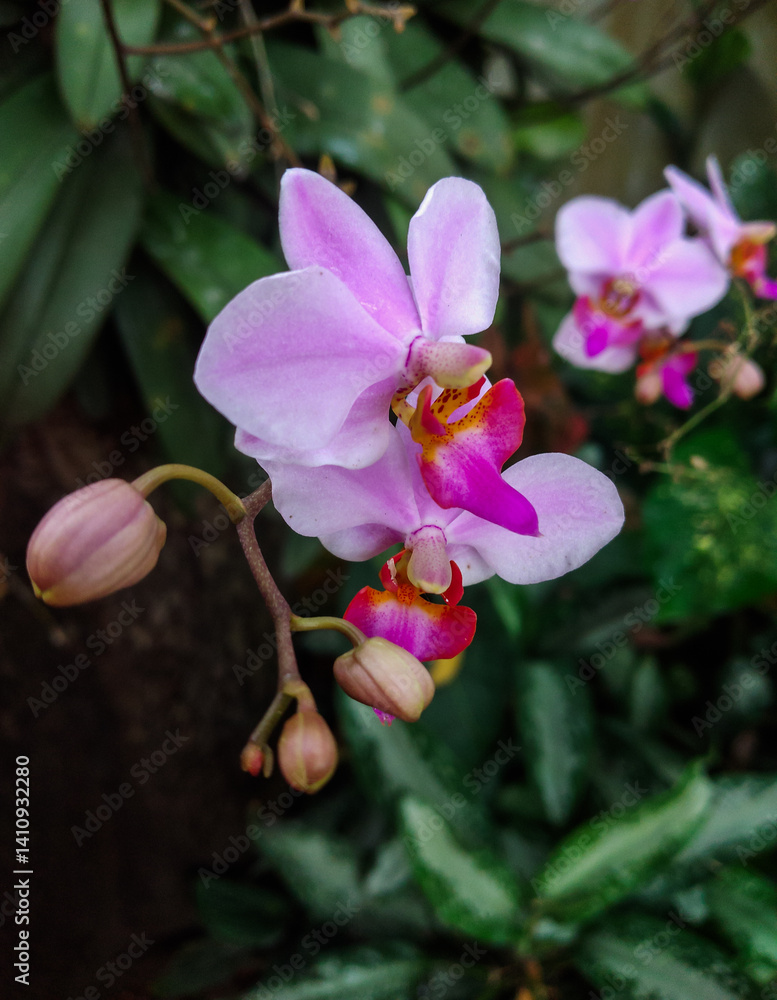 Obraz premium Phalaenopsis pulcherrima or Purple Doritis orchid flower blooming in the garden. A species of&nbsp;orchid&nbsp;found from&nbsp;Hainan&nbsp;Island to western&nbsp;Malesia.