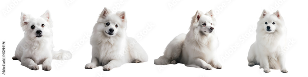 Obraz premium White Fluffy Dog Clipart Set – Cute Samoyed or Spitz Style Dogs (Isolated on Transparent Background)