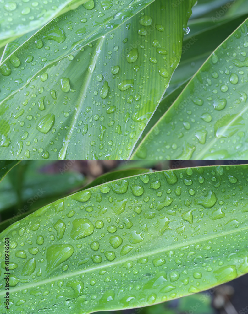 Close-up View of Fresh Green Leaves with Water Droplets Showcasing Nature's Beauty and Vibrancy, Capturing the Essence of Rain-Kissed Foliage in a Lush Environment