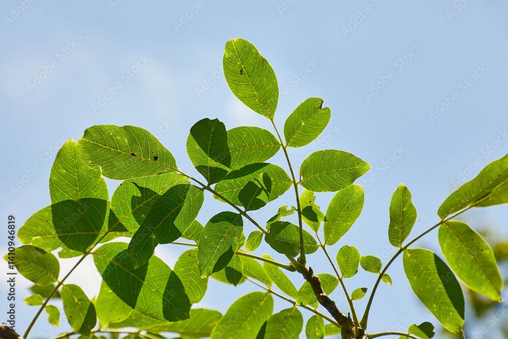 Green Leaves Tree Branch, Blue Sky