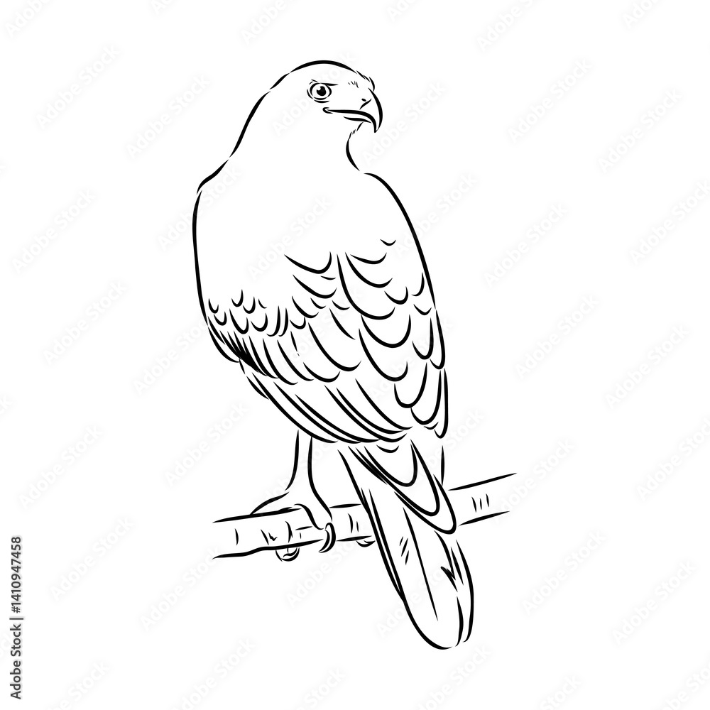 Fototapeta premium Brown hawk vector sketch Vintage eagle, great design for any purposes.