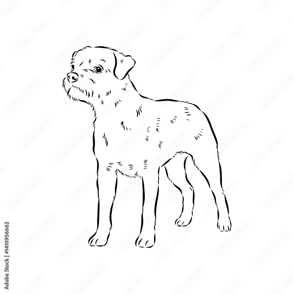 Obraz premium Border Terrier, dog head, vector illustration, black color, vector image