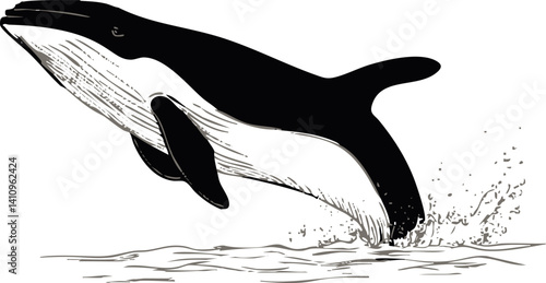 Black and white sketch of a whale breaching above ocean surface. Vector illustration