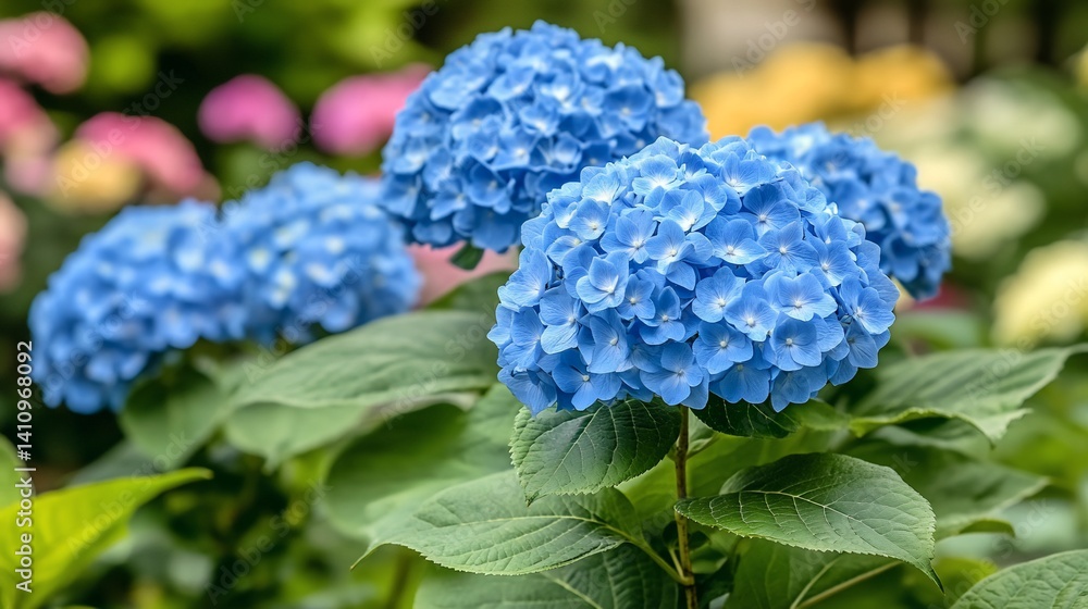 Vibrant blue hydrangea blooms with green leaves against a blurred floral backdrop Vibrant blue hydrangea blooms with green leaves against a blurred floral backdrop